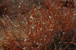 Image of Three-leafed chaff flower