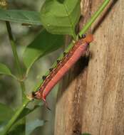 Image of Macroglossum errans