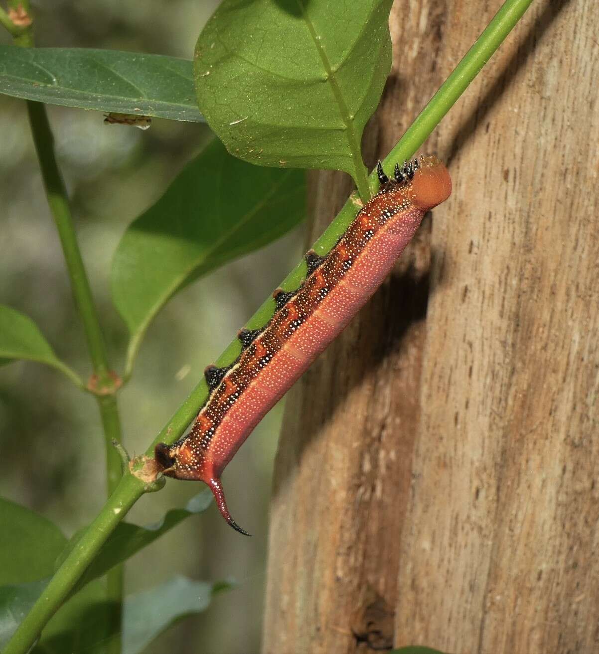 Image of Macroglossum errans