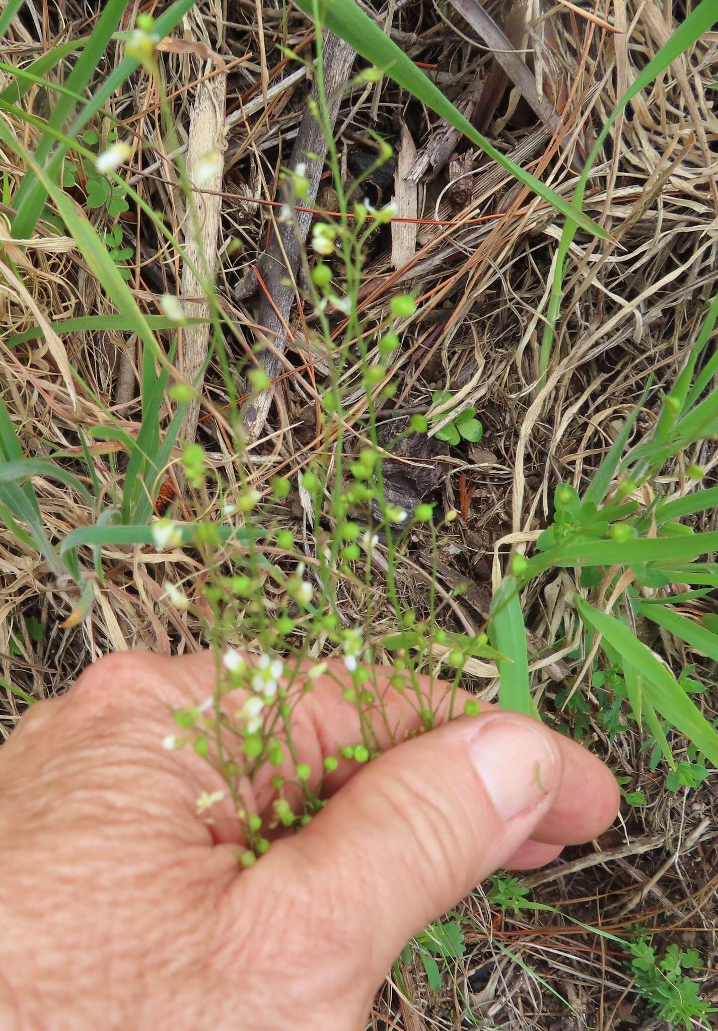 Image de Heliophila diffusa var. flacca (Sond.) Marais