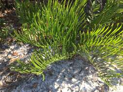 Image of Florida arrowroot