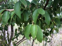 Image of Bridelia leichhardtii Baill. ex Müll. Arg.