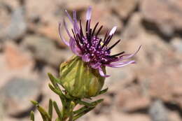 Image de Gypothamnium pinifolium Phil.