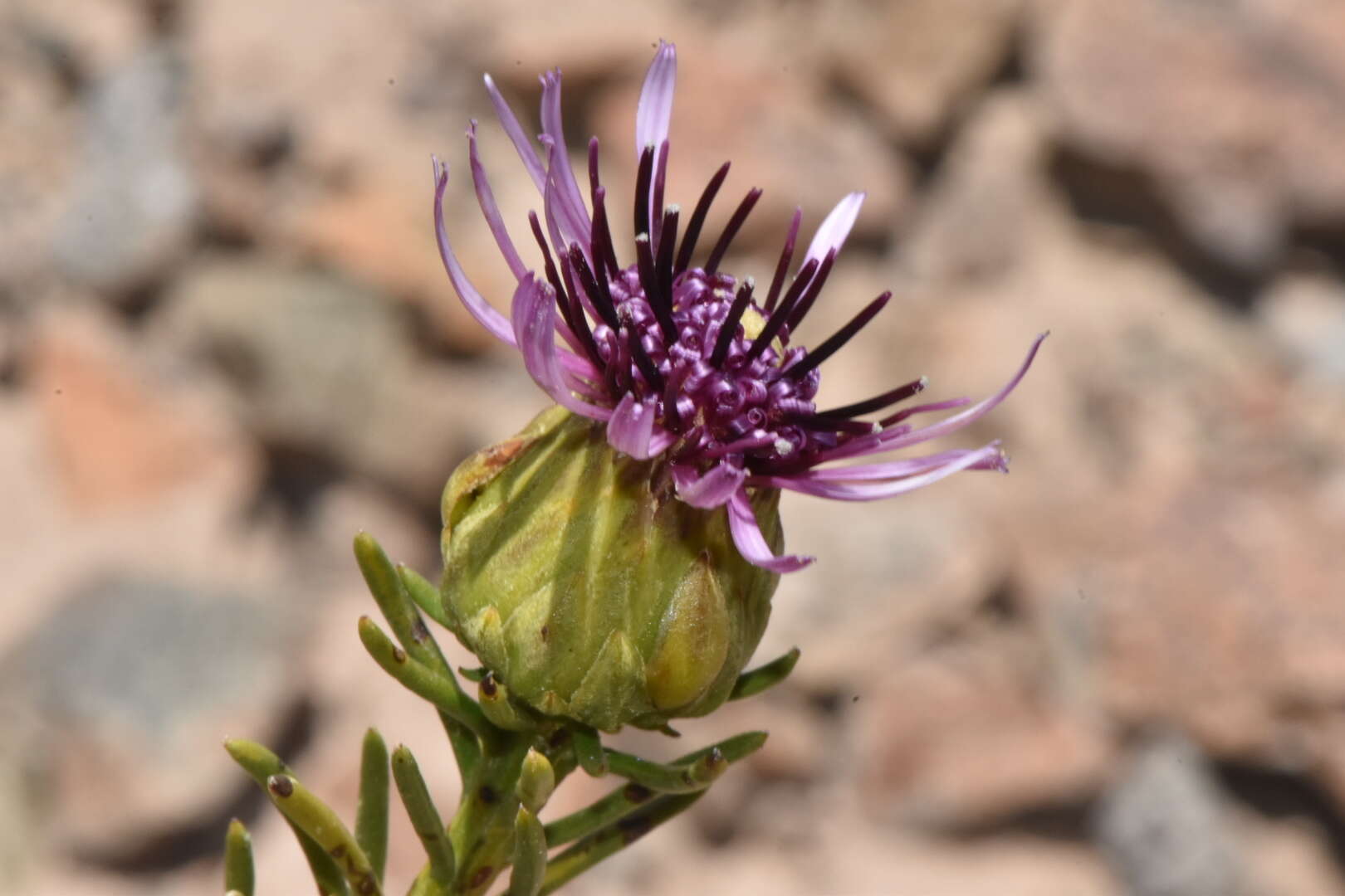 Image de Gypothamnium pinifolium Phil.