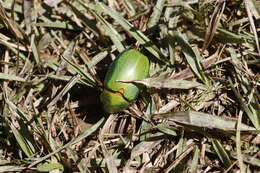 Image of Chrysina spectabilis (Ratcliffe & Jameson 1992)