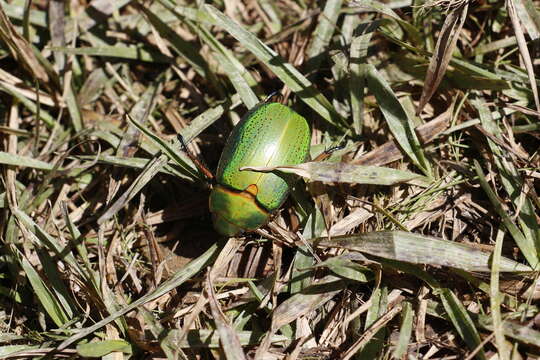 Imagem de Chrysina spectabilis (Ratcliffe & Jameson 1992)