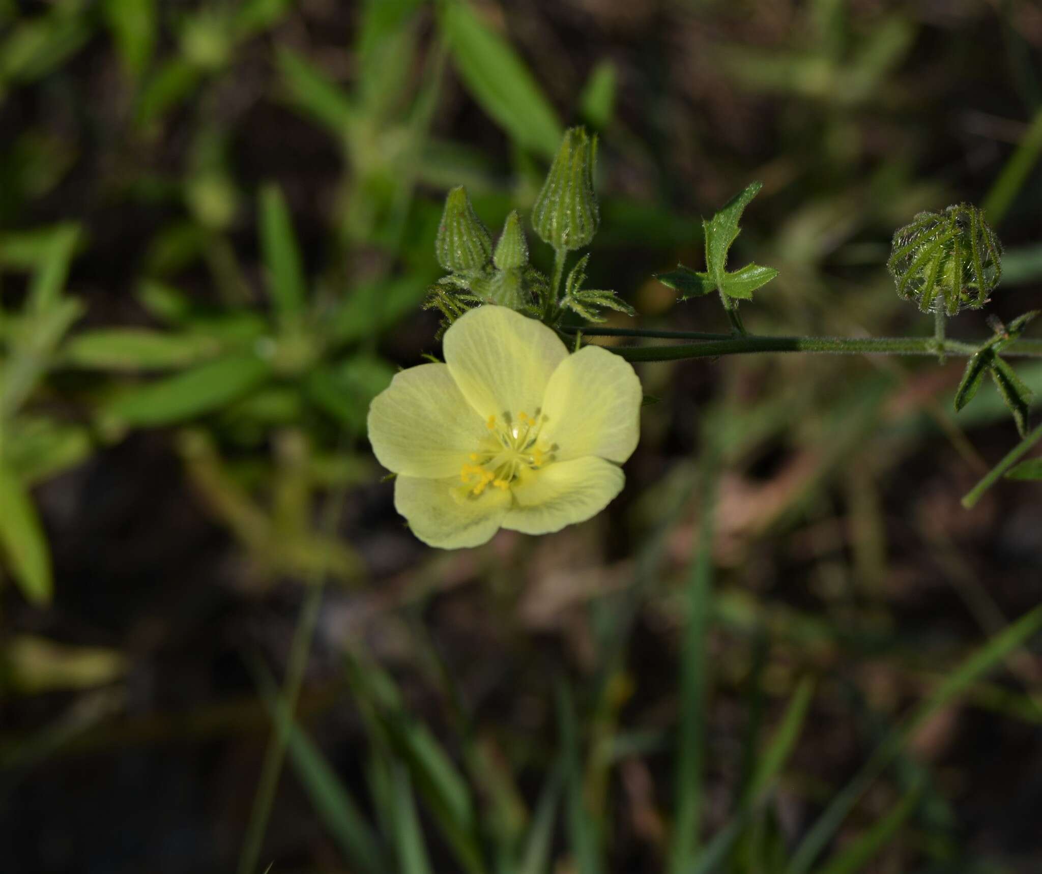 Image of Pavonia transvaalensis (Ulbr.) A. Meeuse