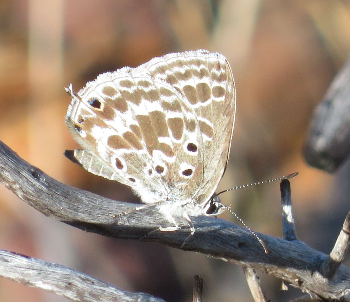 Image of Lepidochrysops asteris (Godart (1824))