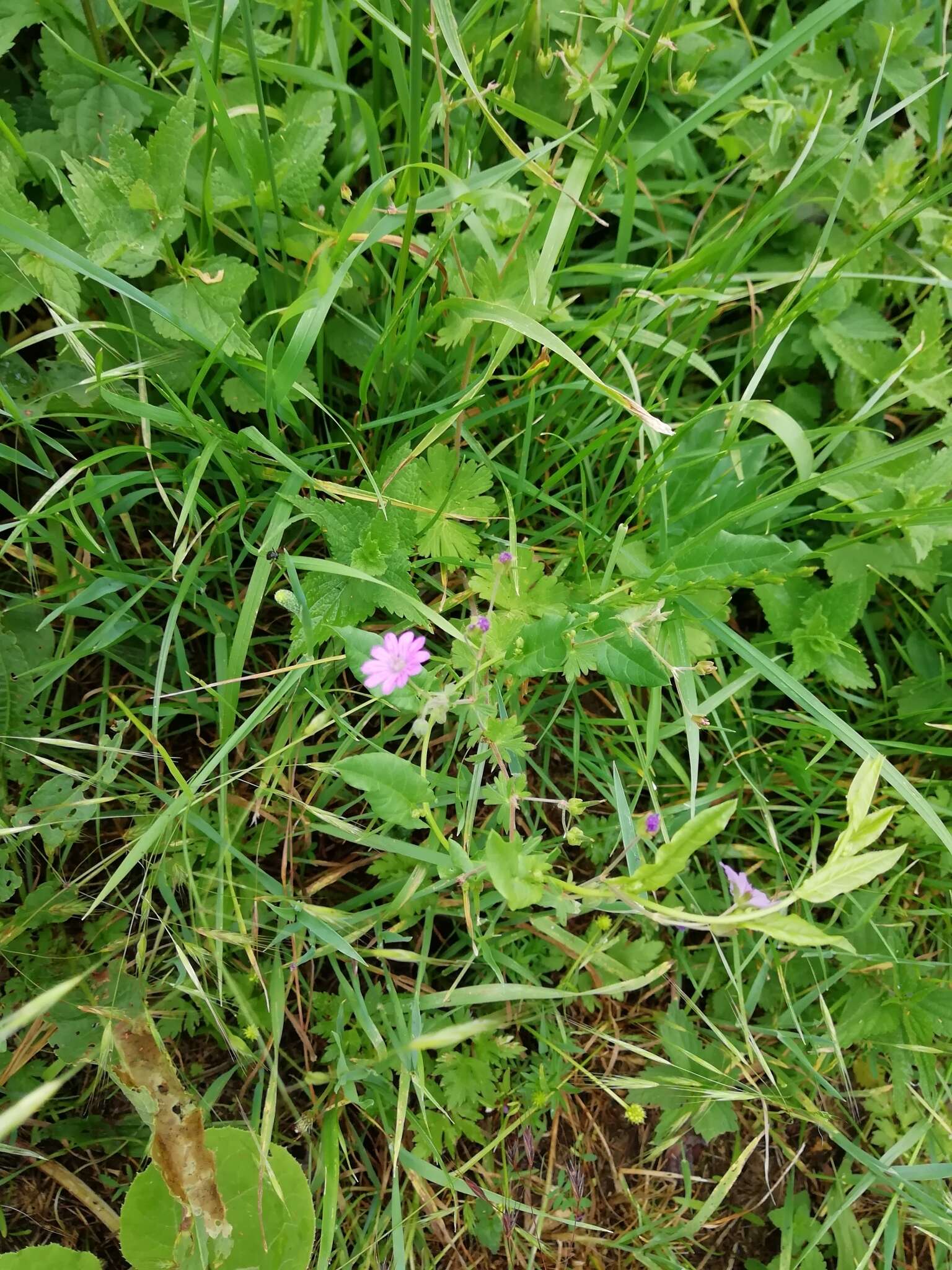 Image of hedgerow geranium