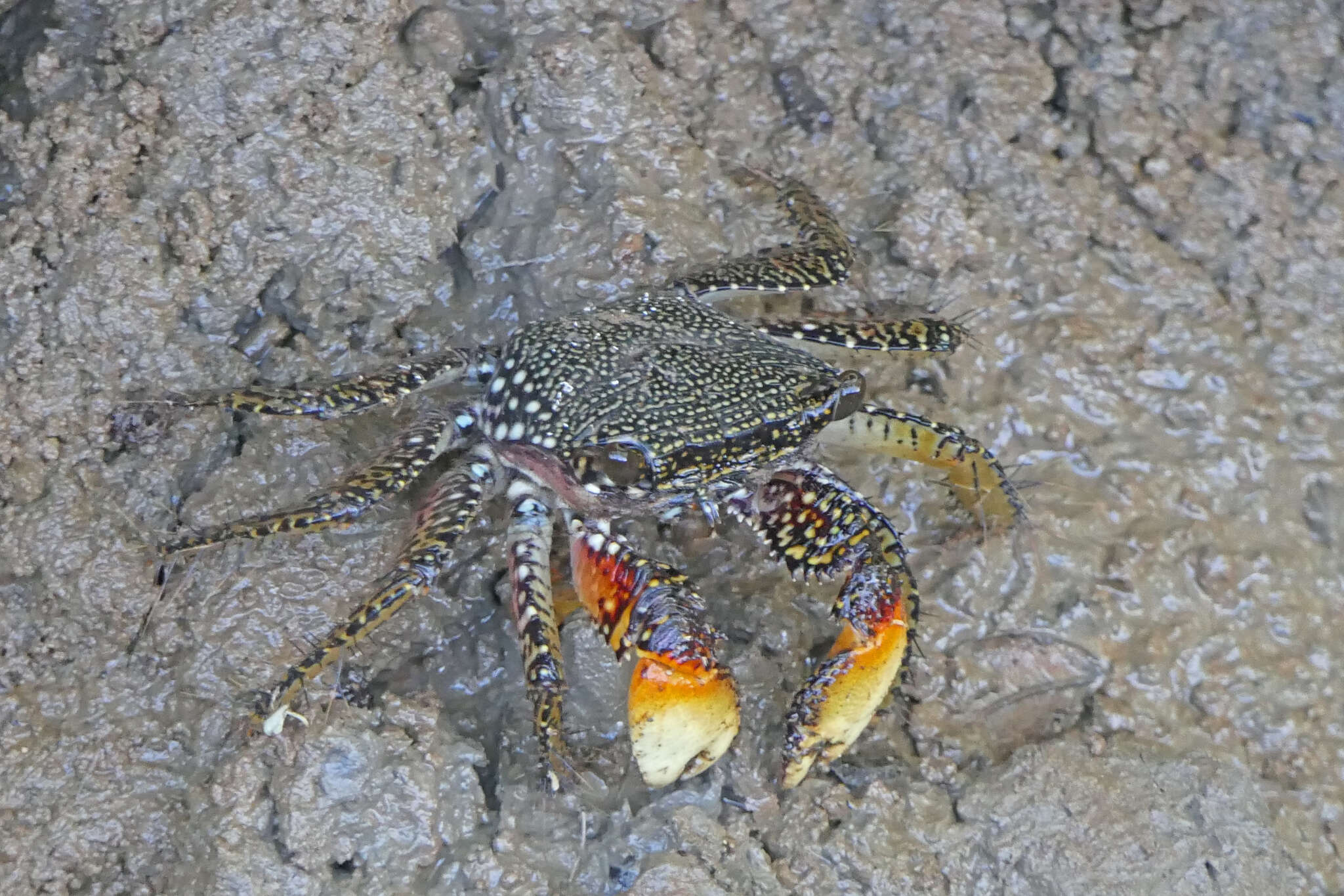 Image of Goniopsis pulchra (Lockington 1877)