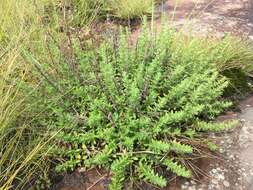 Image of Syncolostemon stenophyllus (Gürke) D. F. Otieno