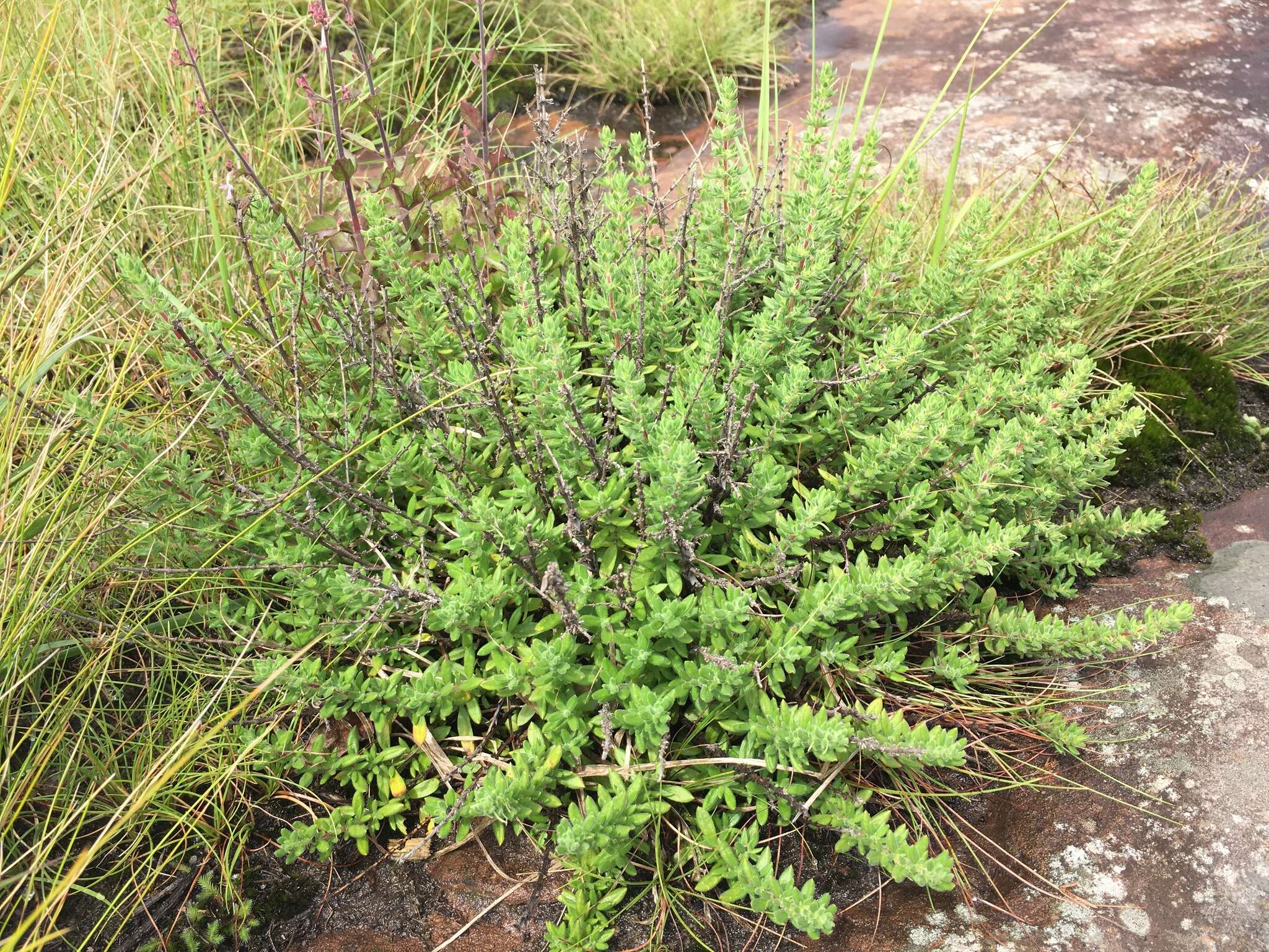 Image of Syncolostemon stenophyllus (Gürke) D. F. Otieno