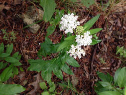 Image of Texas milkweed