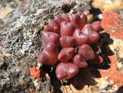 Image of Conophytum albiflorum (Rawe) S. A. Hammer