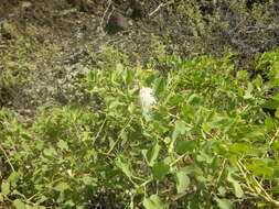 Image of Native Caper