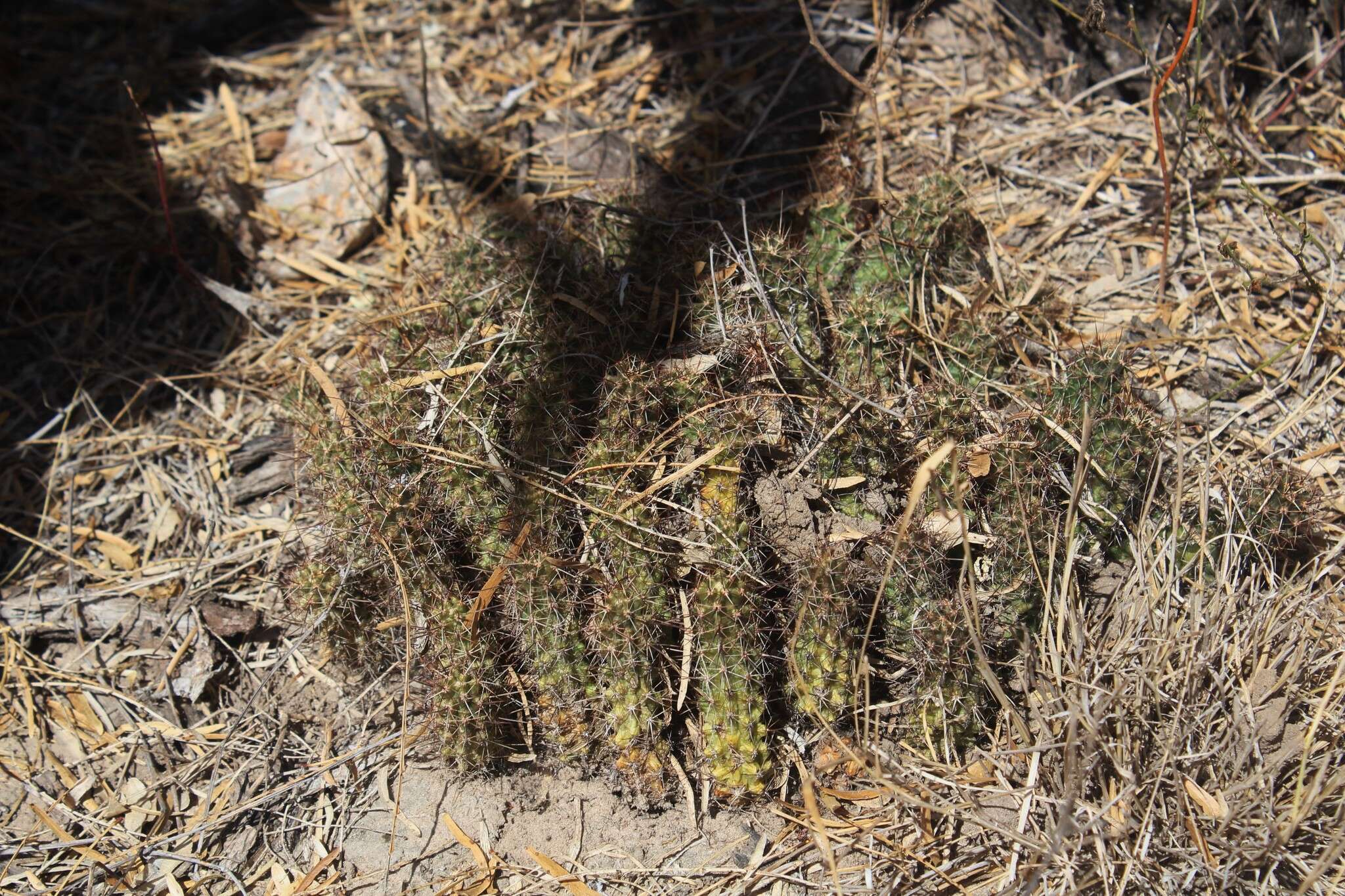 Image of Allicoche hedgehog cactus