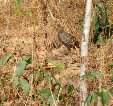 Image of Double-spurred Francolin