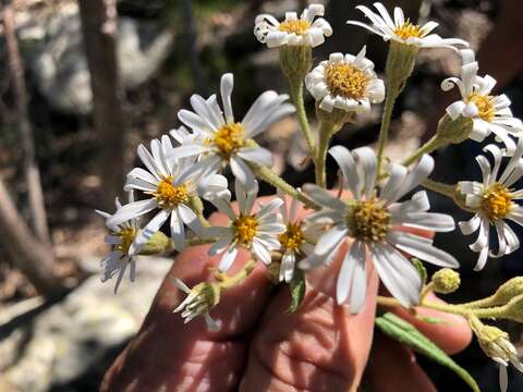 Olearia nernstii F. Müll. resmi