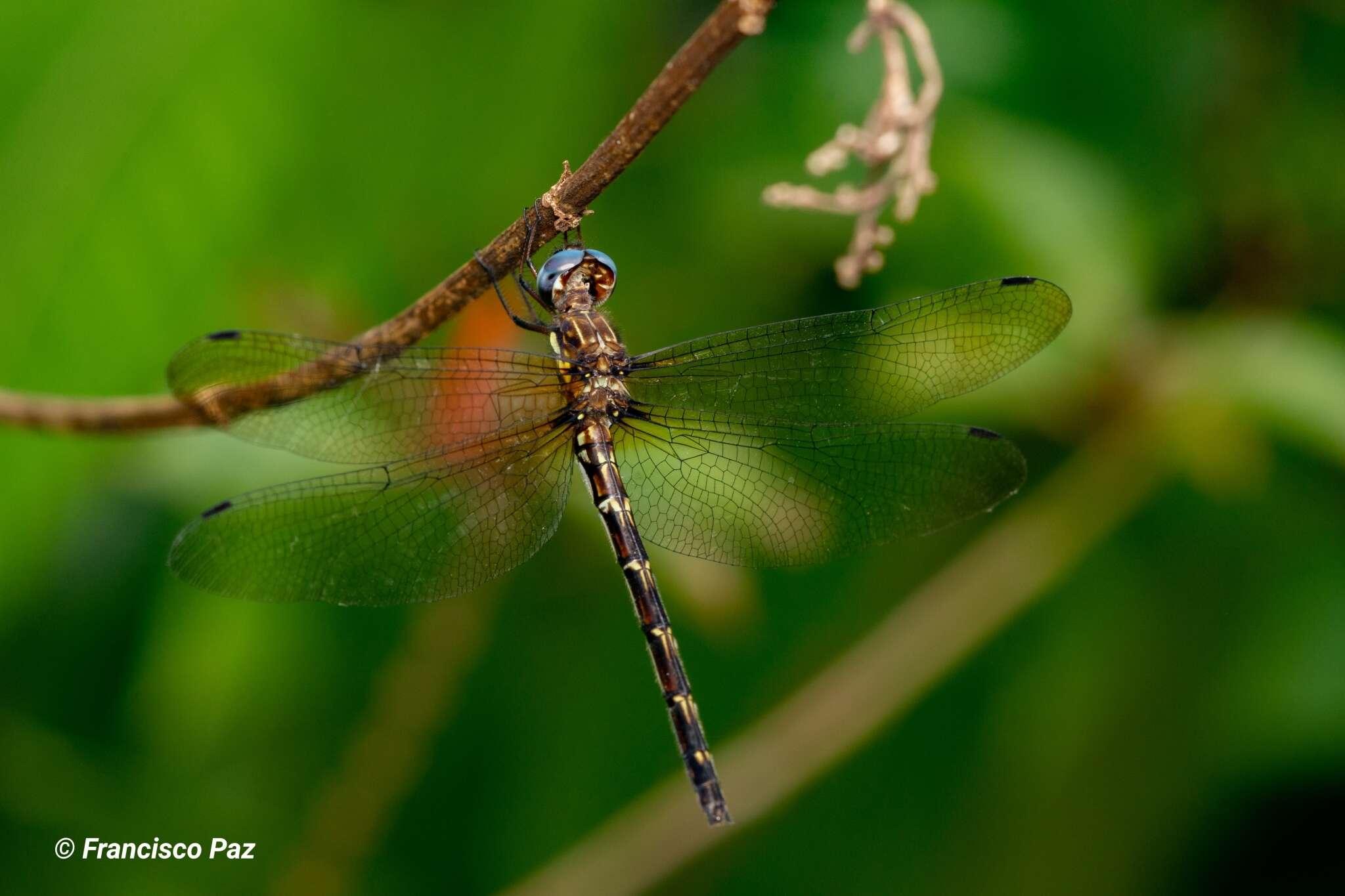 Image of Macrothemis celeno (Selys ex Sagra 1857)