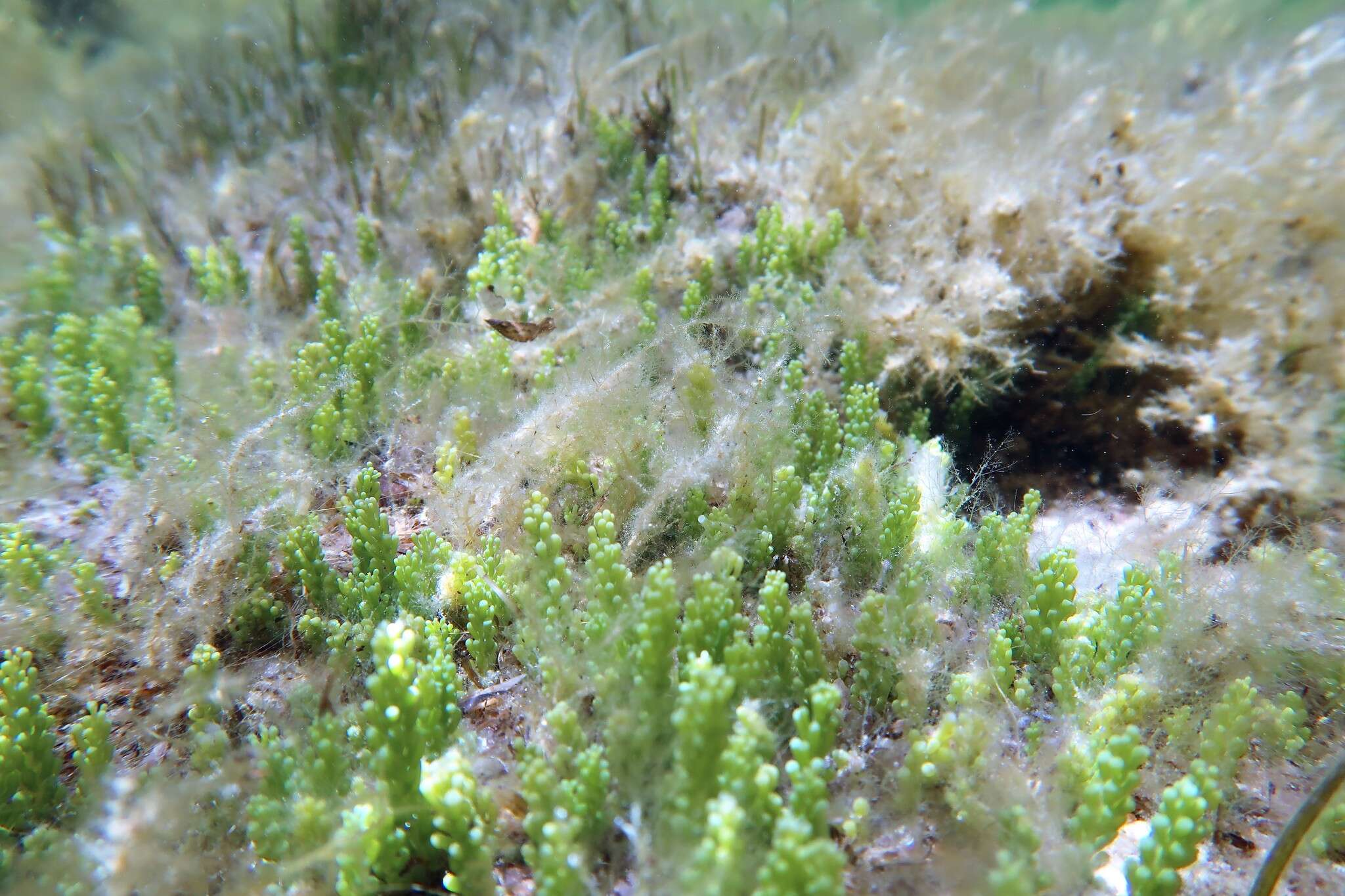Sivun Caulerpa cylindracea kuva