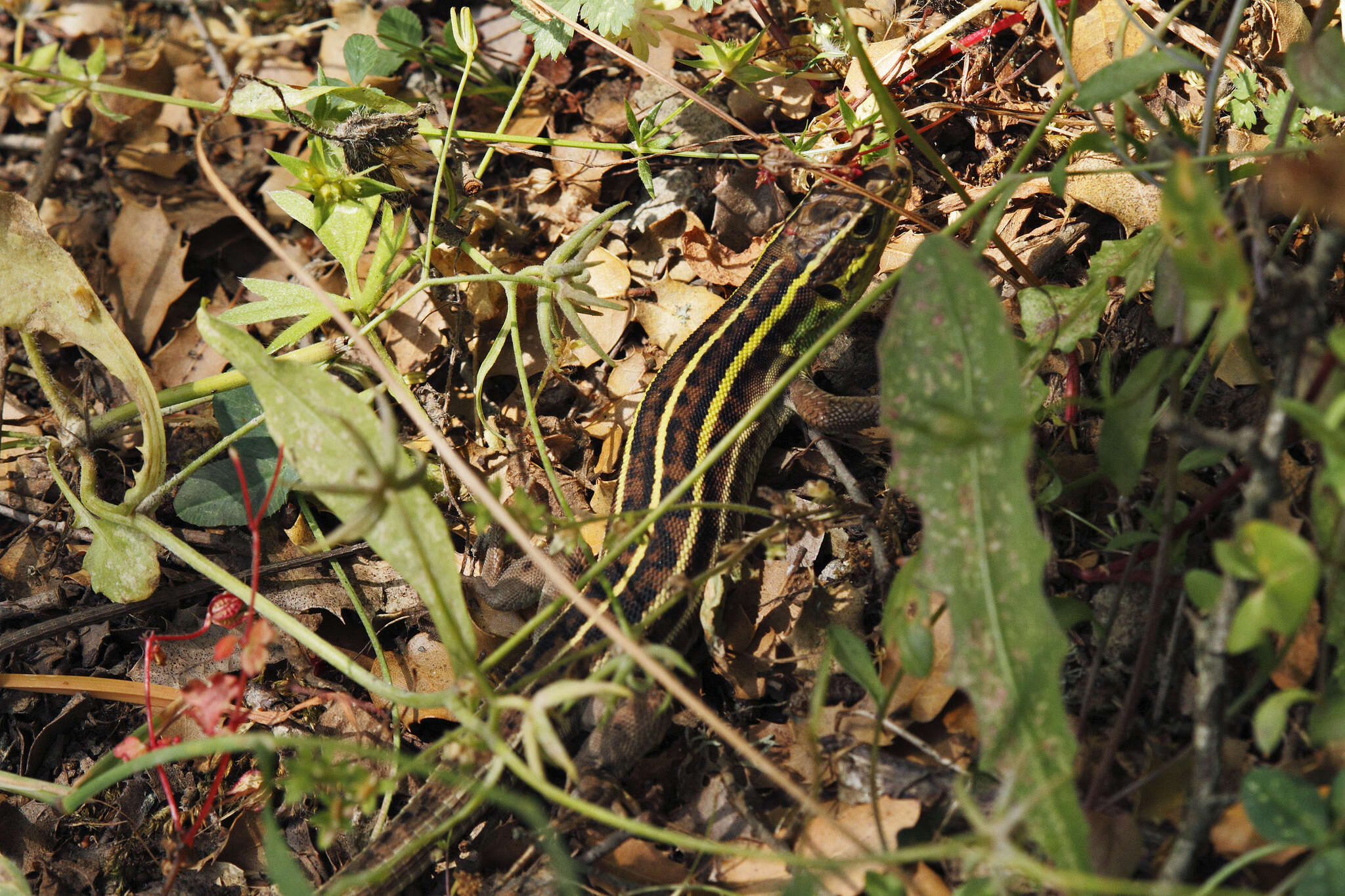 Image of Lacerta diplochondrodes cariensis