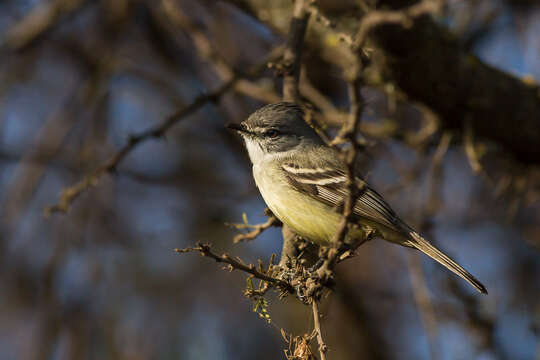 Image of Straneck's Tyrannulet