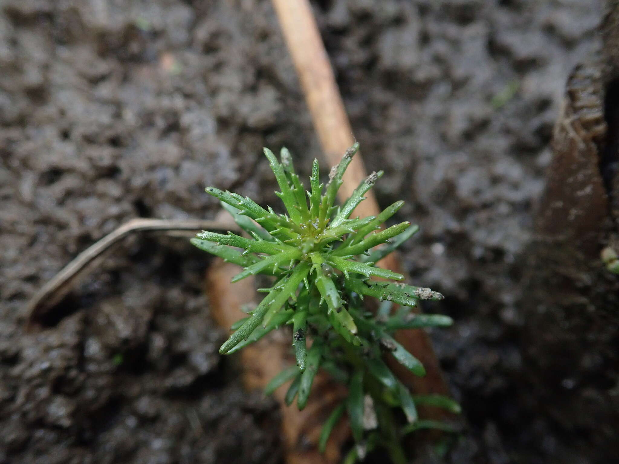 Image of western watermilfoil