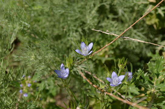 Image de Komaroffia integrifolia (Regel) Lemos Pereira