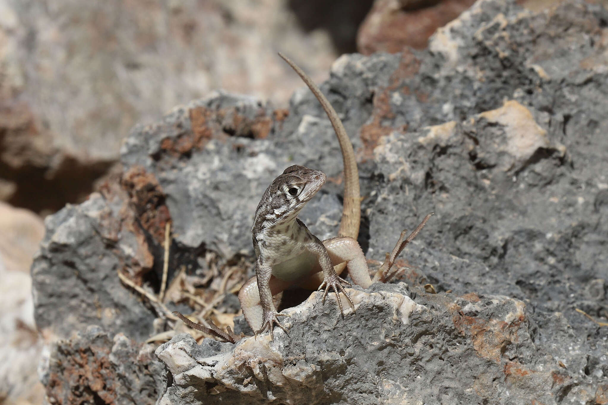 Image of Leiocephalus barahonensis oxygaster Schwartz 1967