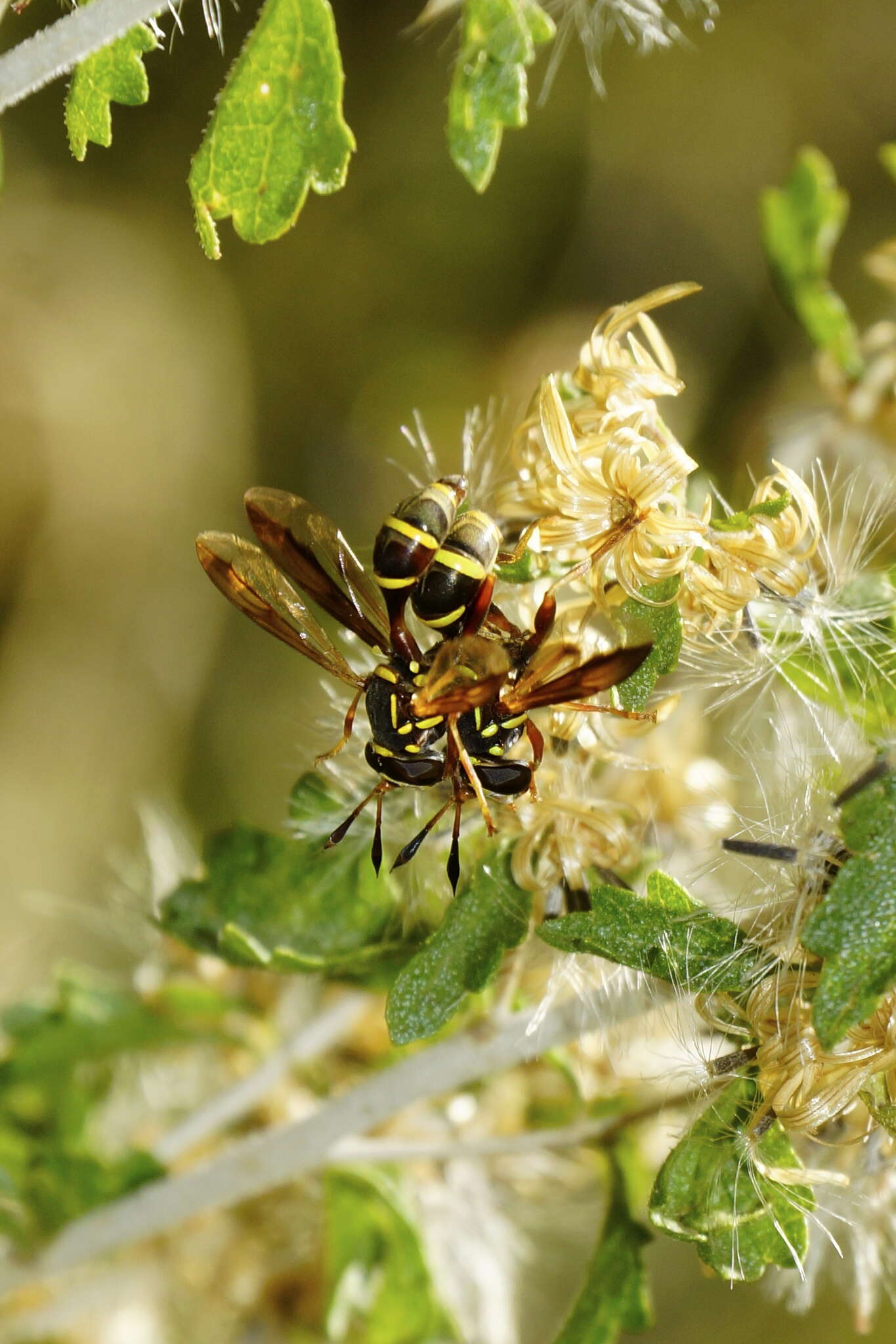 Image of Polybiomyia townsendi