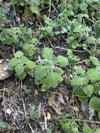 Image of <i>Coleus grandidentatus</i>