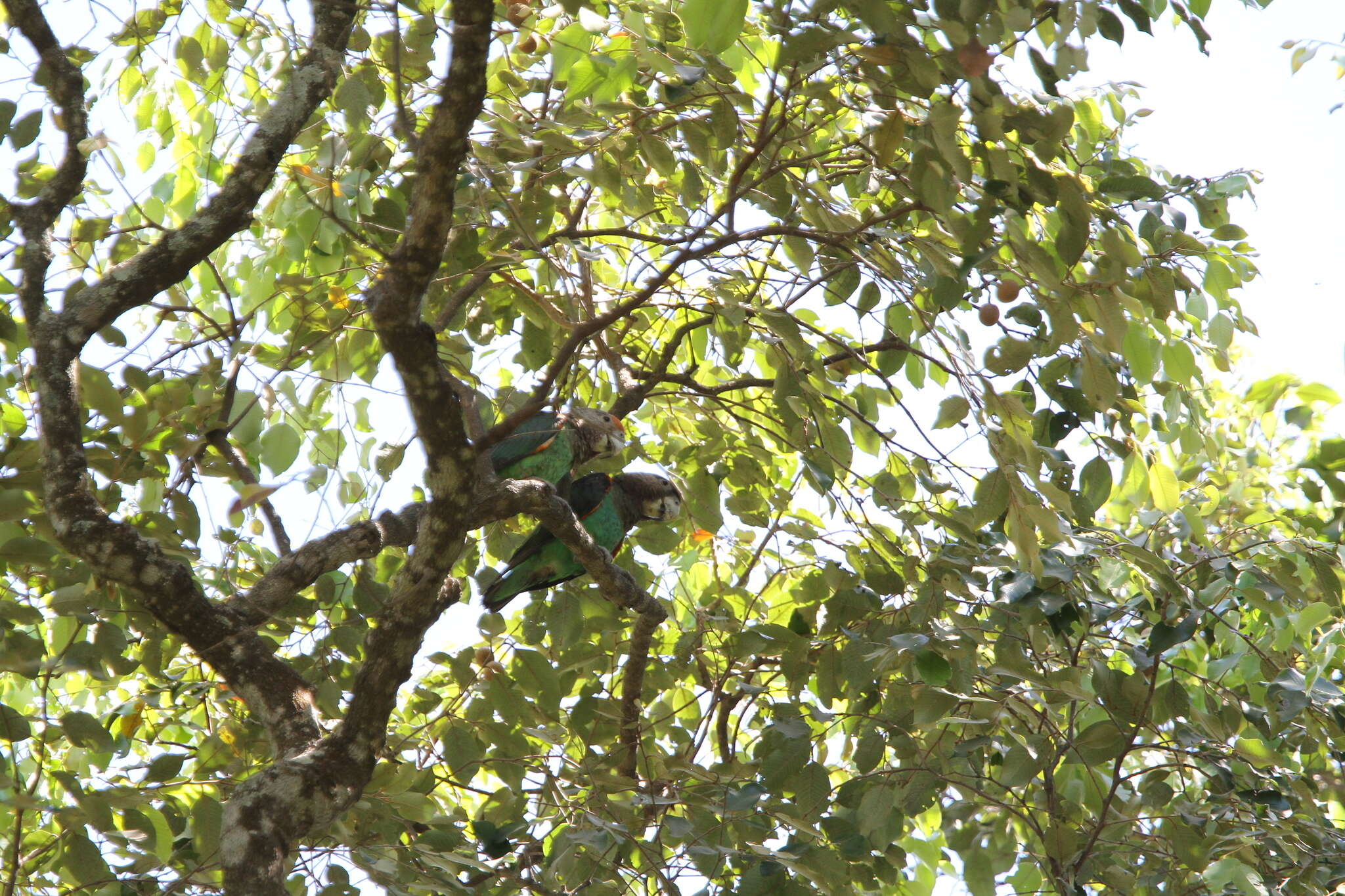 Image of Brown-necked Parrot