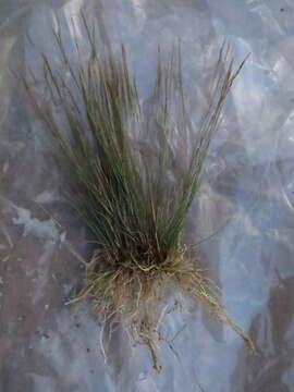 Image of Aristida tenuissima A. Camus