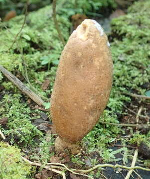 Image of Xylaria telfairii (Berk.) Sacc.