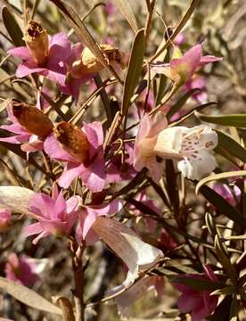 Image of Eremophila platycalyx F. Muell.