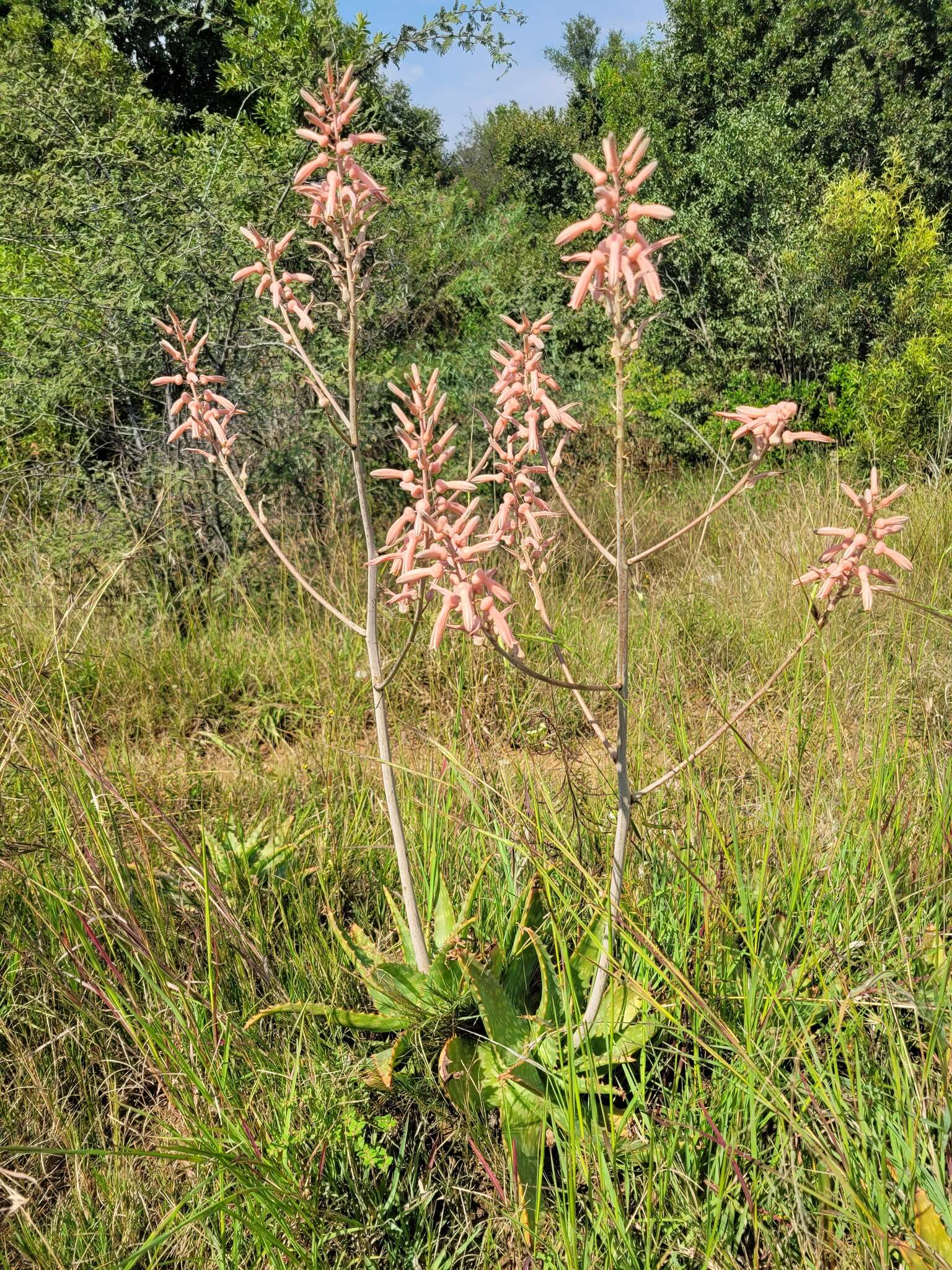 Image of Aloe transvaalensis Kuntze