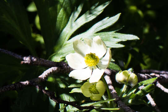 Imagem de Anemonastrum narcissiflorum var. zephyra (A. Nelson)