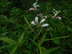 Image of toothed spiderflower