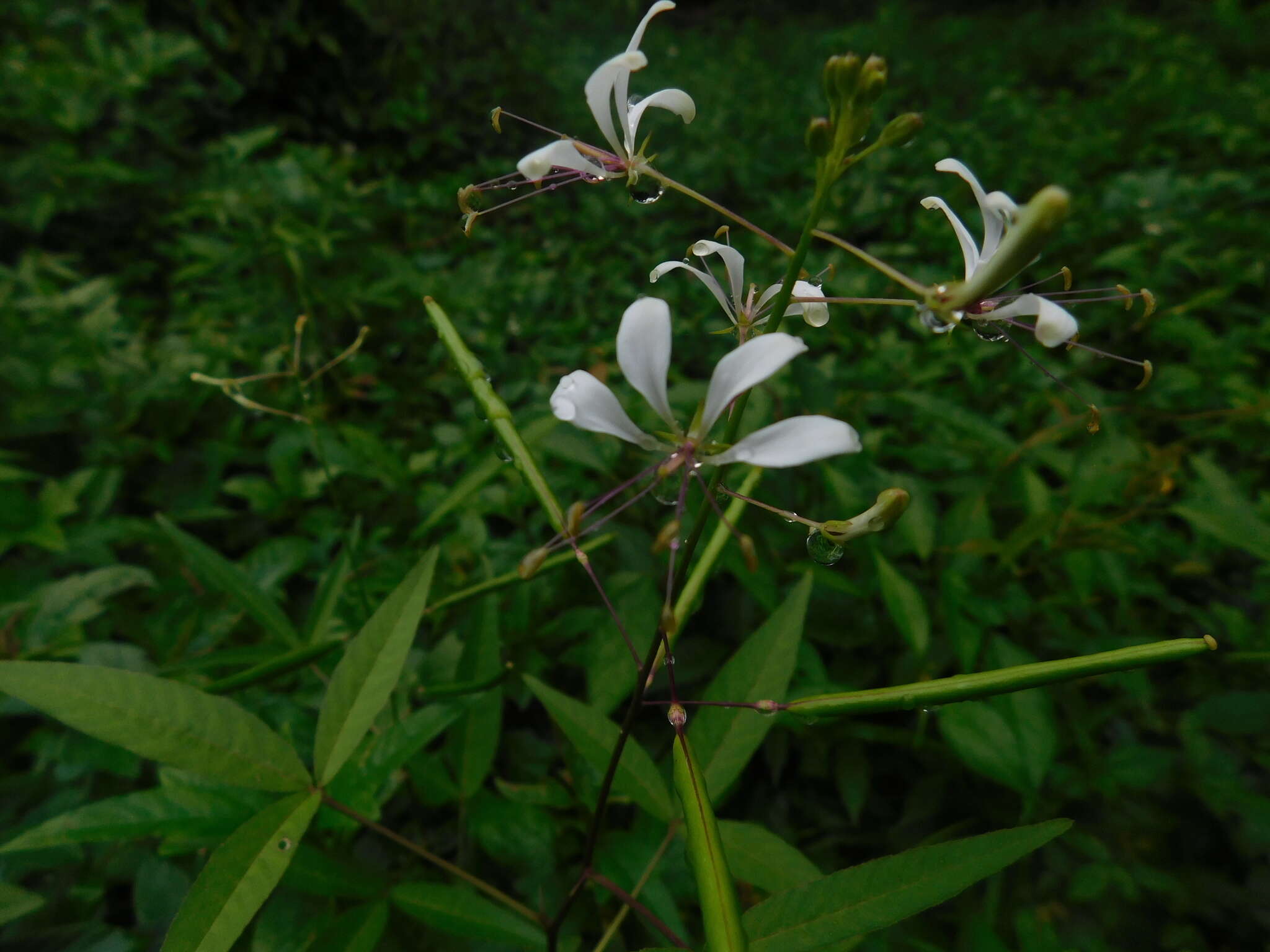 Image of toothed spiderflower