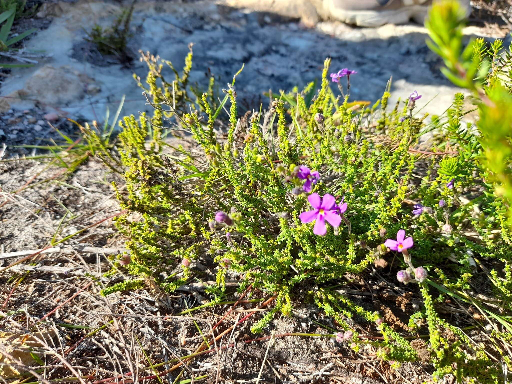 Image de Jamesbrittenia microphylla (L. fil.) O. M. Hilliard