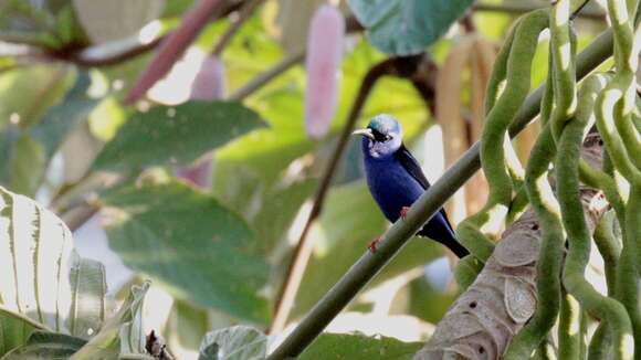 Image of Honeycreeper