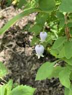 Imagem de Clematis versicolor Small