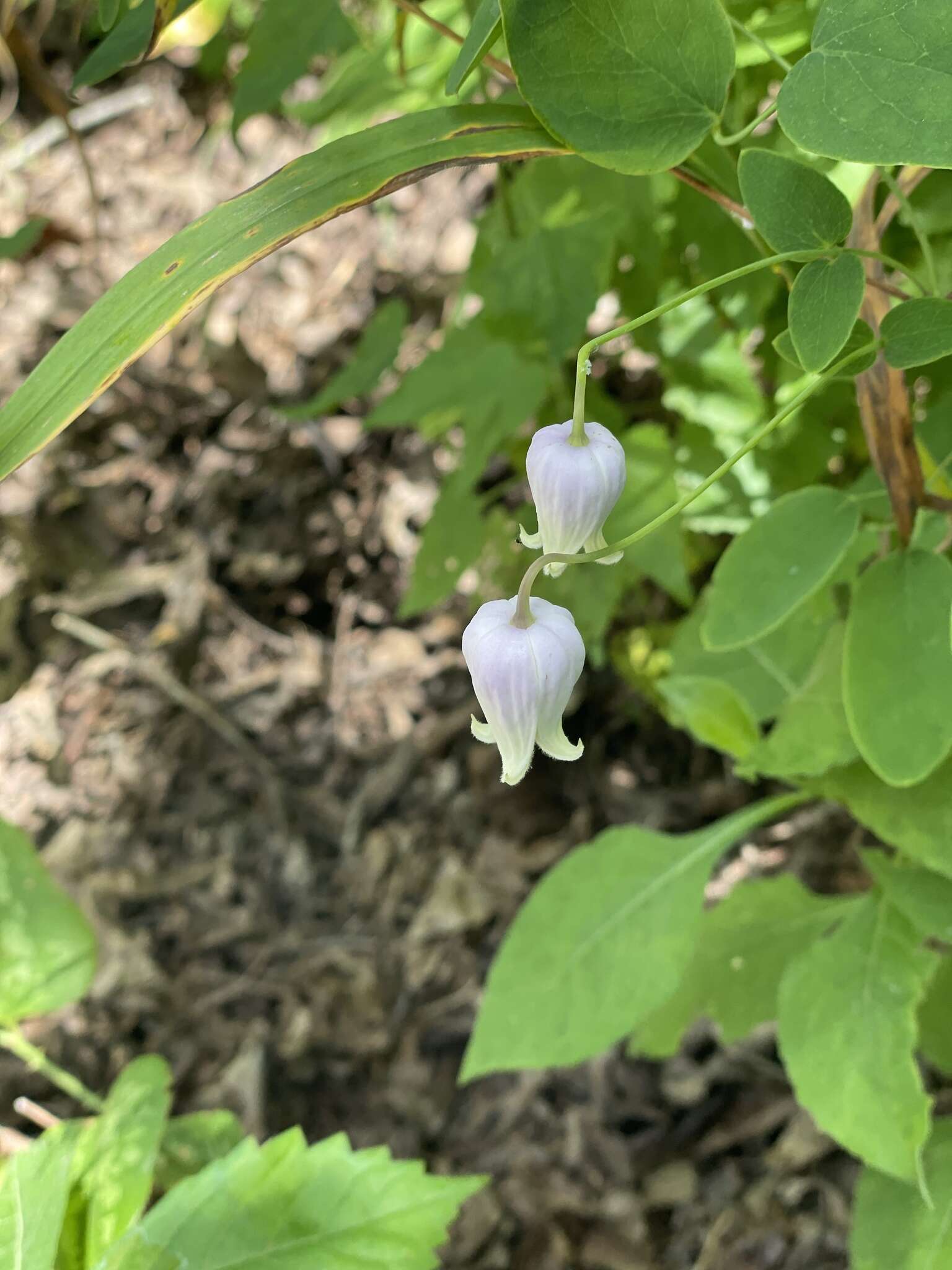 Imagem de Clematis versicolor Small