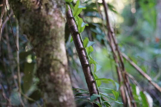 Image of Pothos longipes Schott