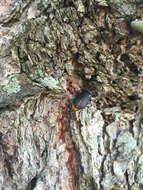 Image of Cedar Beetle