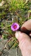 Image of Calandrinia compressa Schrad. ex DC.