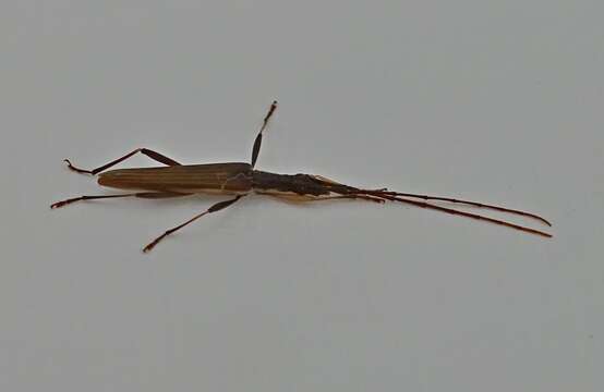 Image of Calliprason pallidus (Pascoe 1875)