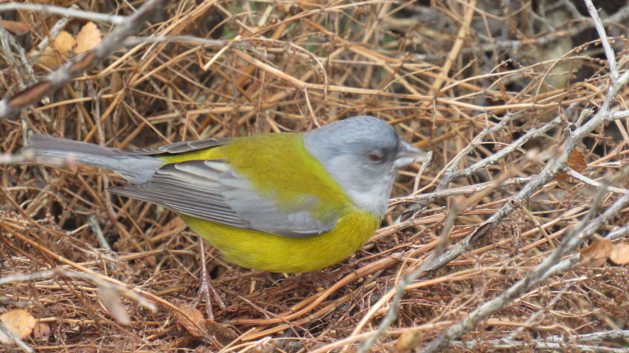 Image of Patagonian Sierra Finch