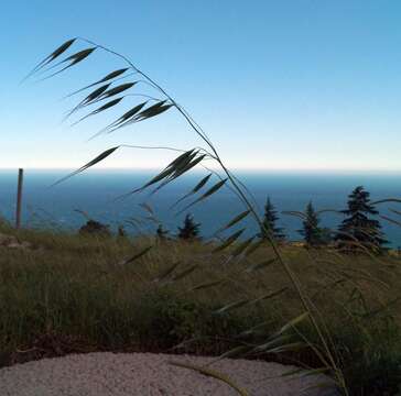 صورة Avena sterilis subsp. ludoviciana (Durieu) Gillet & Magne