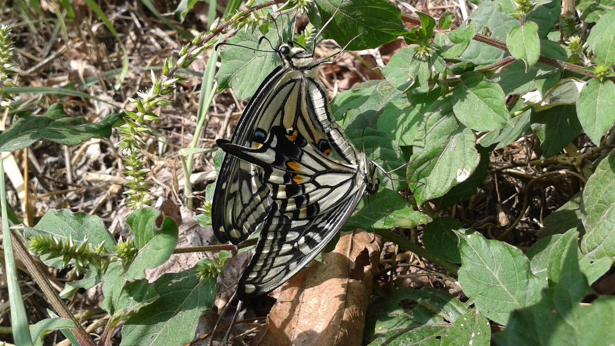 Papilio xuthus Linnaeus 1767 resmi